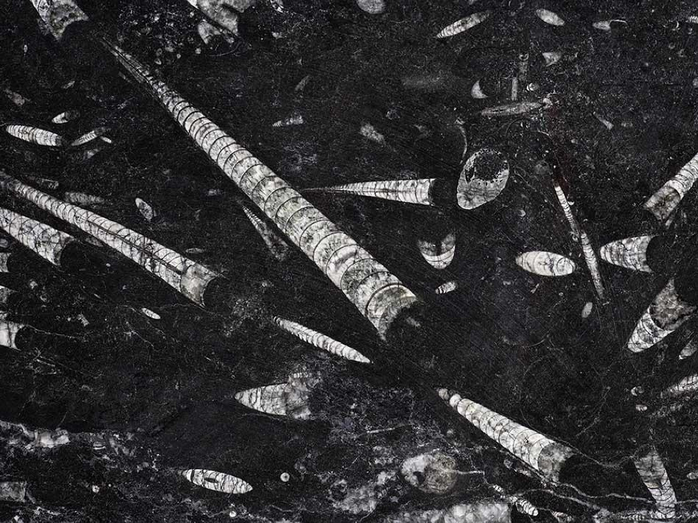 Fossile Black