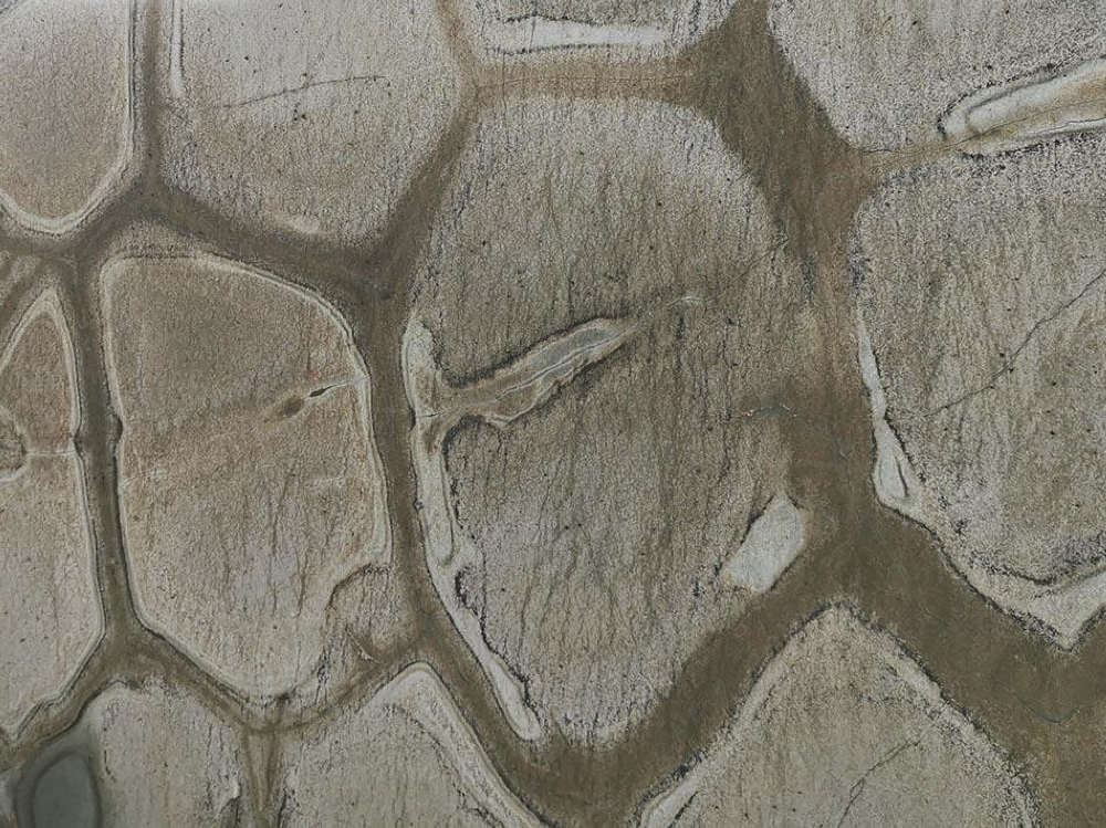Brazilian Fossil